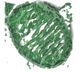 3D
		 Rendering of Mitochondria
